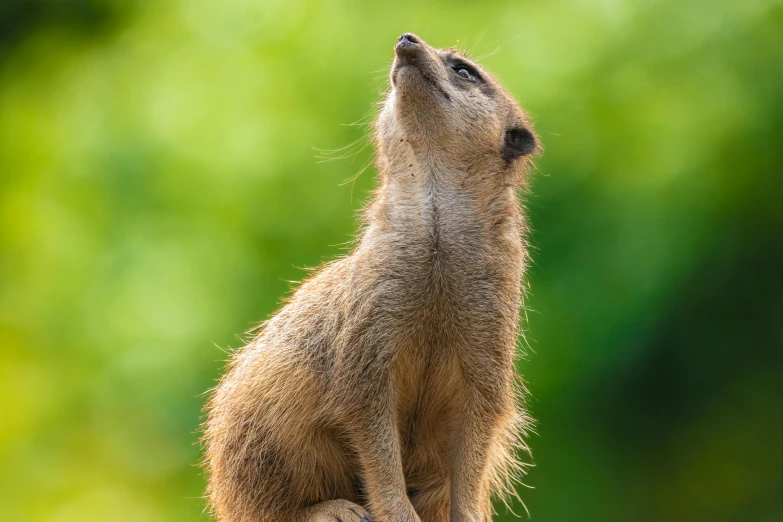 a small meerkat standing up on a rock looking upwards