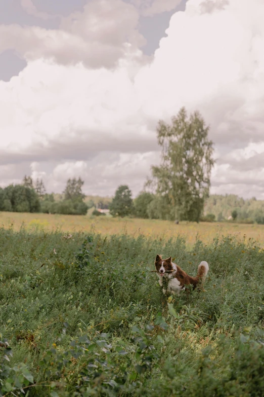 an image of a dog sitting in a field