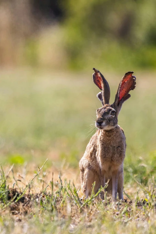 a rabbit wearing a tail with a erfly wings on its head