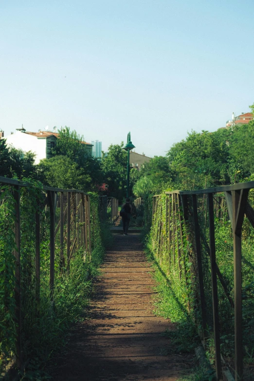 a dirt path leading to houses surrounded by trees