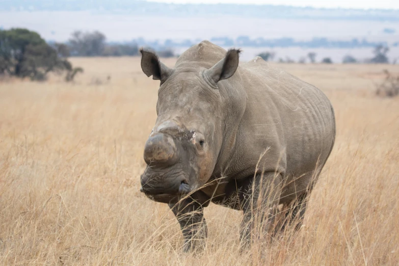 a rhino in some dry grass with trees in the background