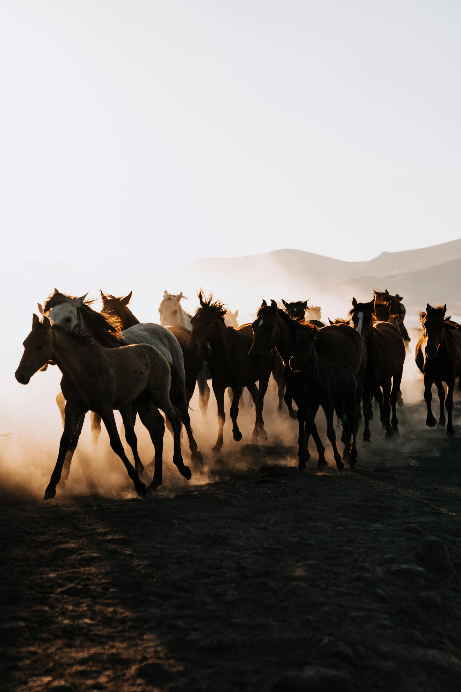 herd of wild horses in the dust as sunlight is setting