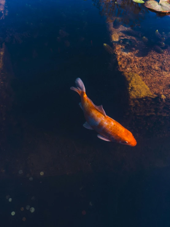 an orange fish swims through the water