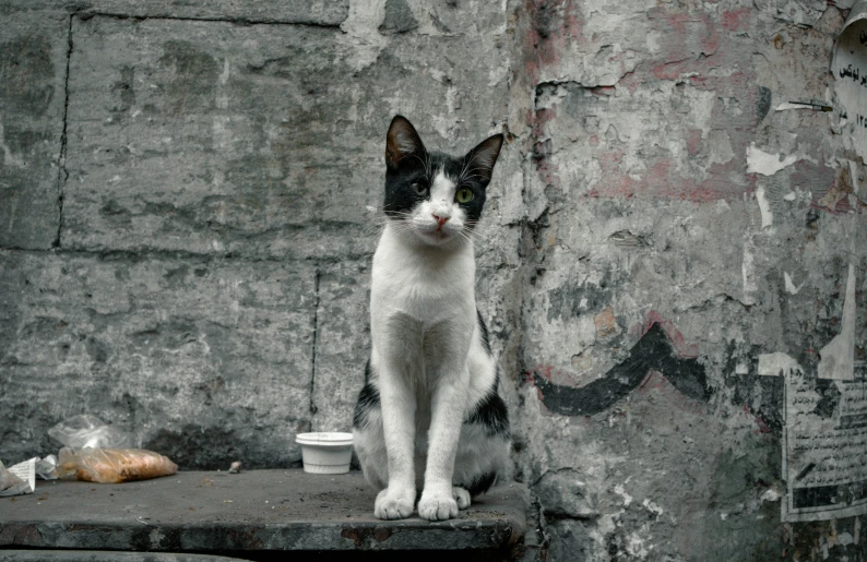 a black and white cat sits in front of a tree