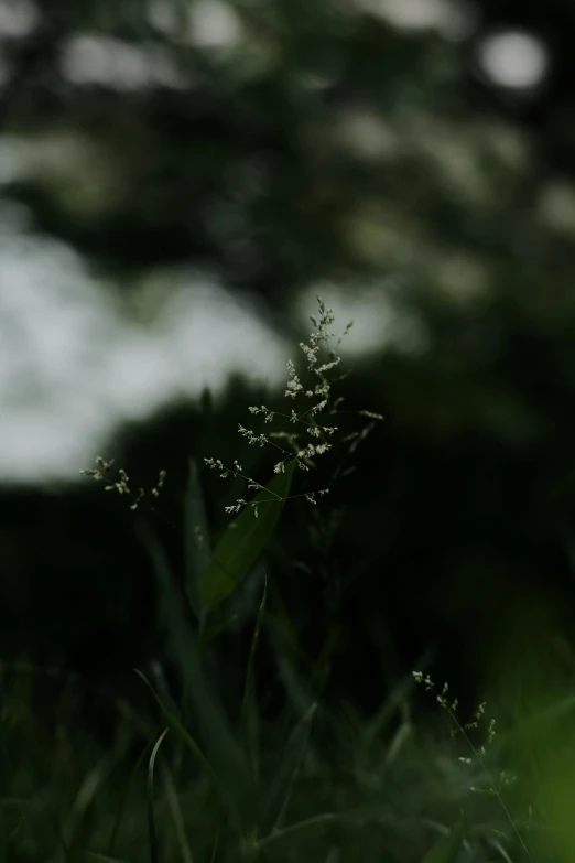 a lone plant growing out of some grass