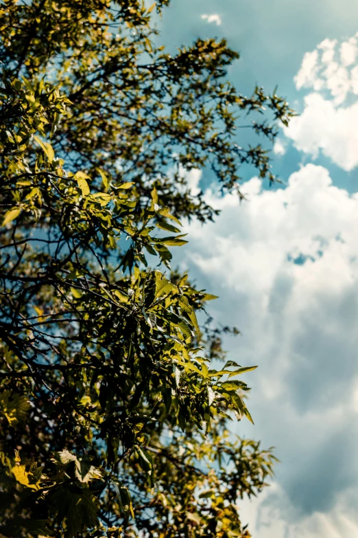 trees and sky with some clouds in the background