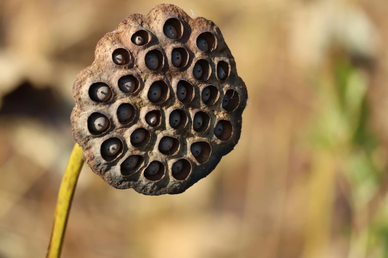 a large seed is in the middle of a plant stem