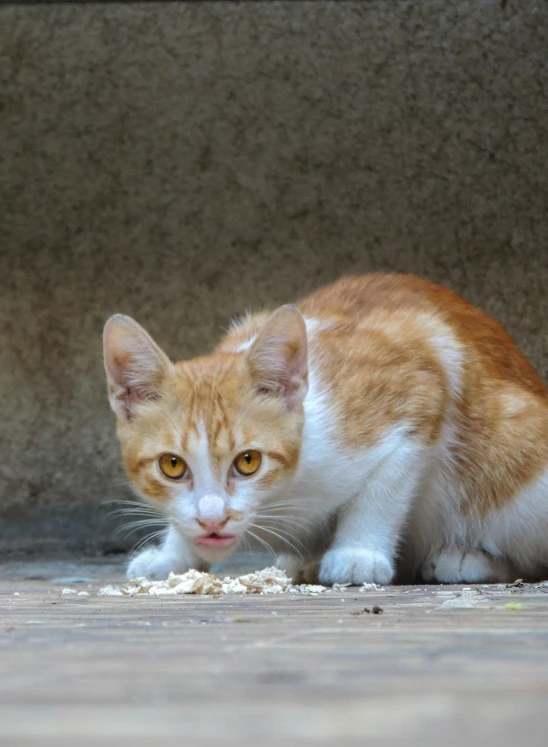 an orange and white cat eating a meal