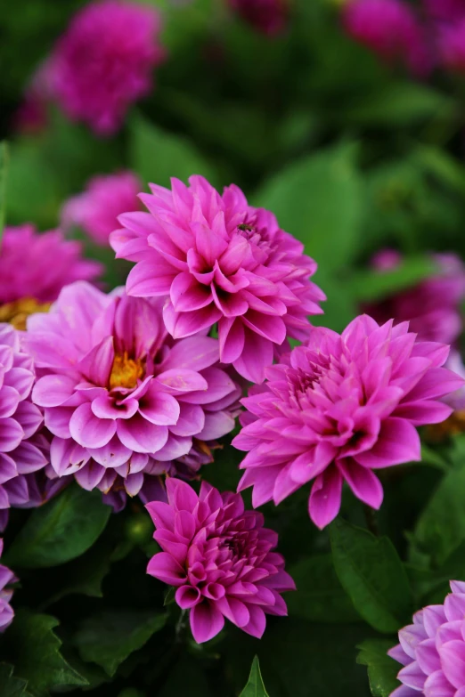 some pretty purple flowers are growing near green plants