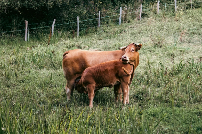 a baby calf is nursing from its mother