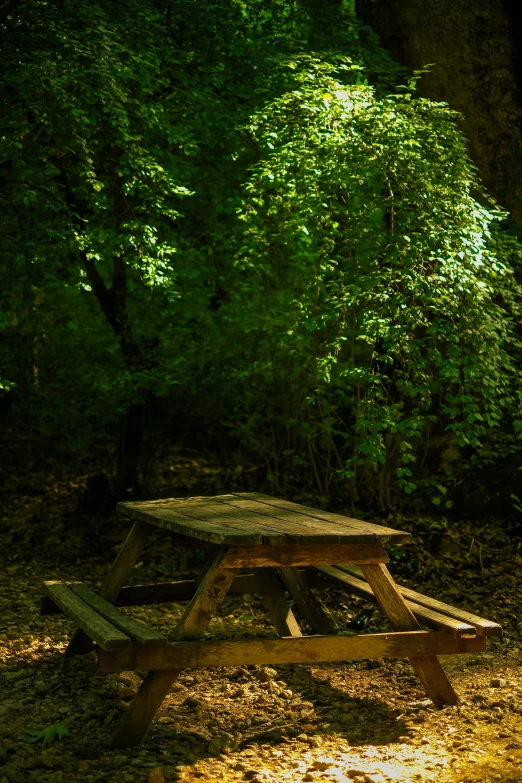 a table in the forest sitting alone