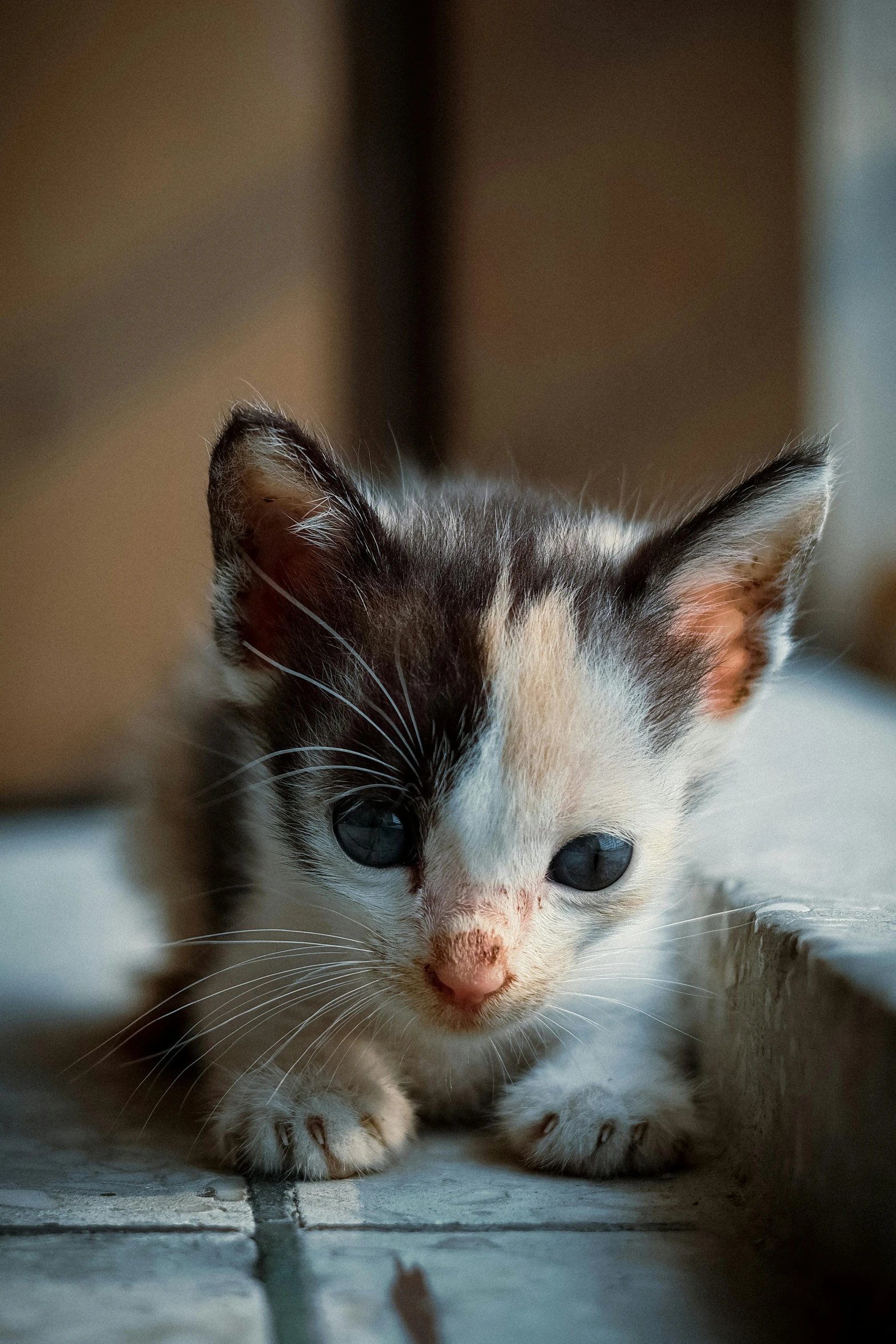 an adorable little kitten resting on a floor