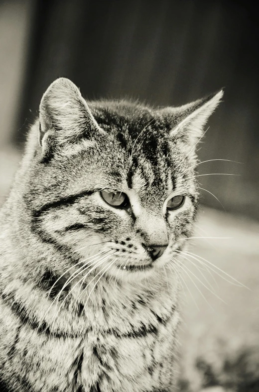 an adult gray cat sits staring off into the distance