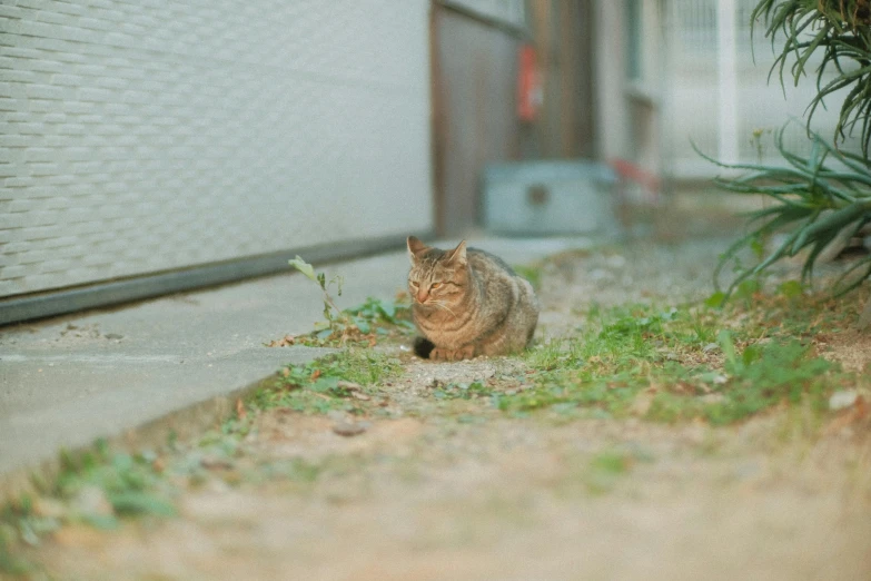 a cat standing on the sidewalk next to a house