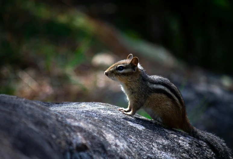 a squirrel is standing on a large rock