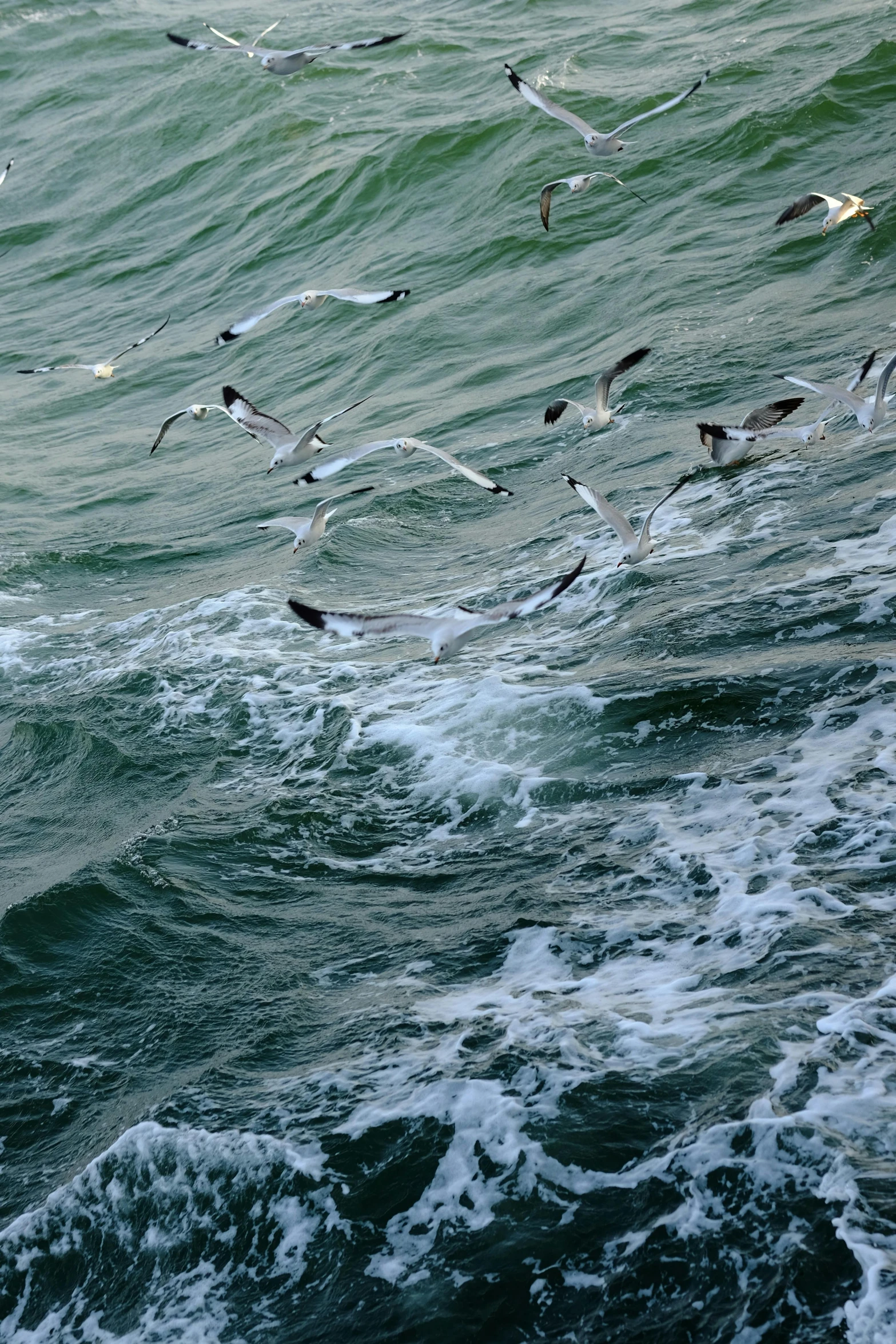 a bunch of seagulls flying over the water