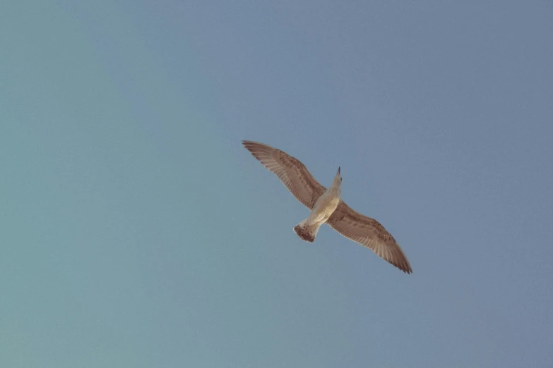 a large white bird flying through the air