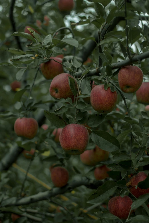 red apples are still on the tree in the rain