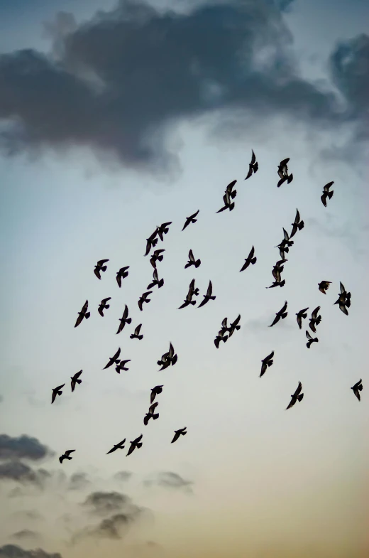 this is a flock of birds flying in the sky