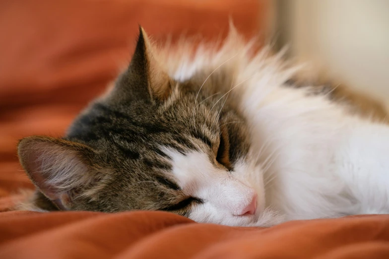 a close up of a cat sleeping on a bed