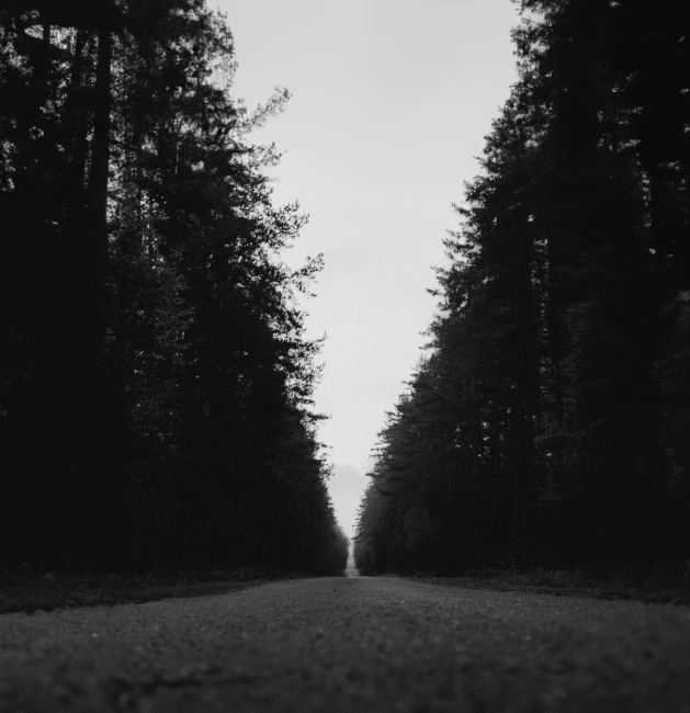 black and white pograph of road leading up trees