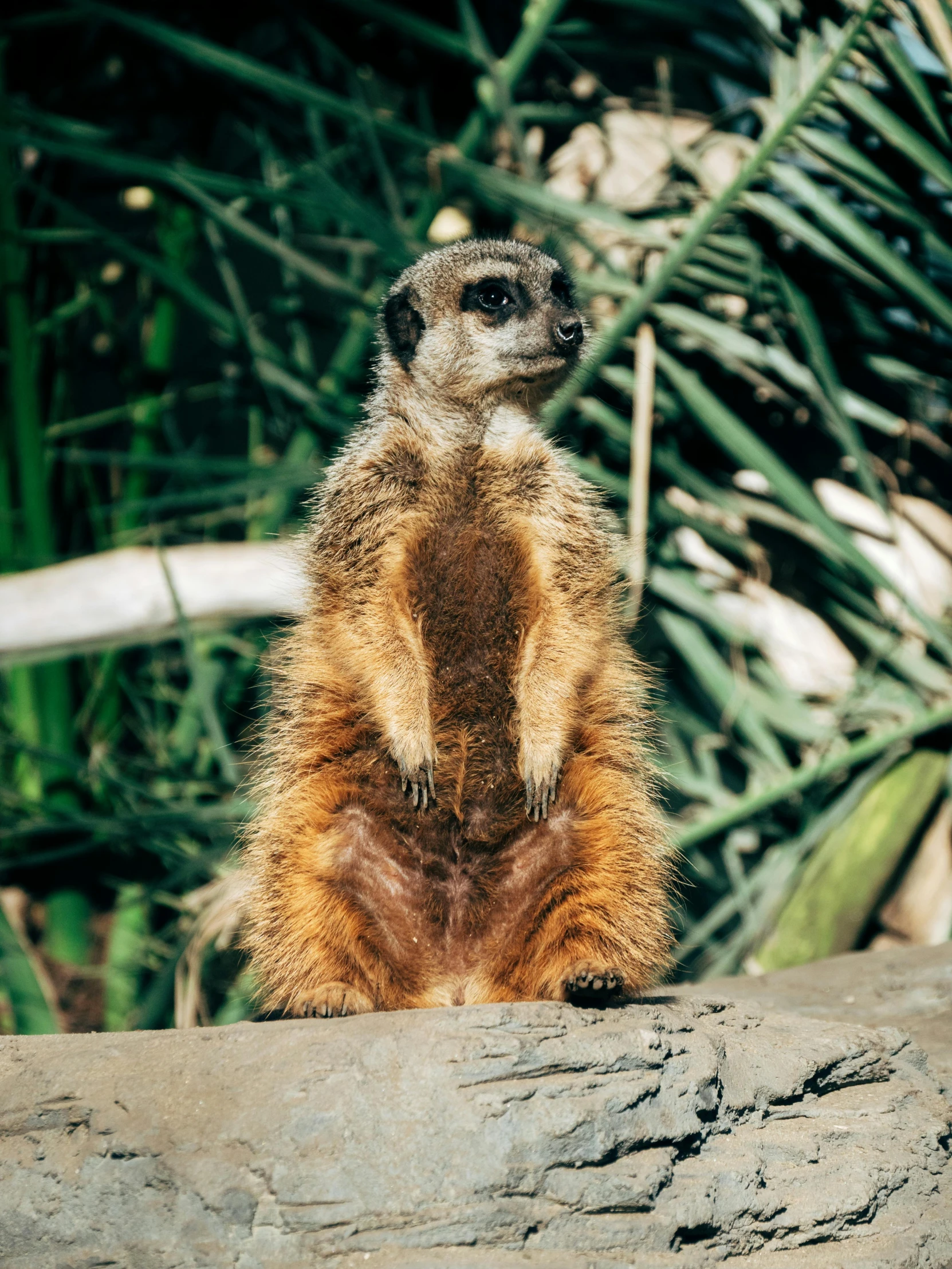 a small brown and white animal sitting on top of a log