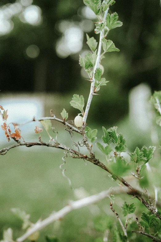 a tree nch has tiny red flowers in it