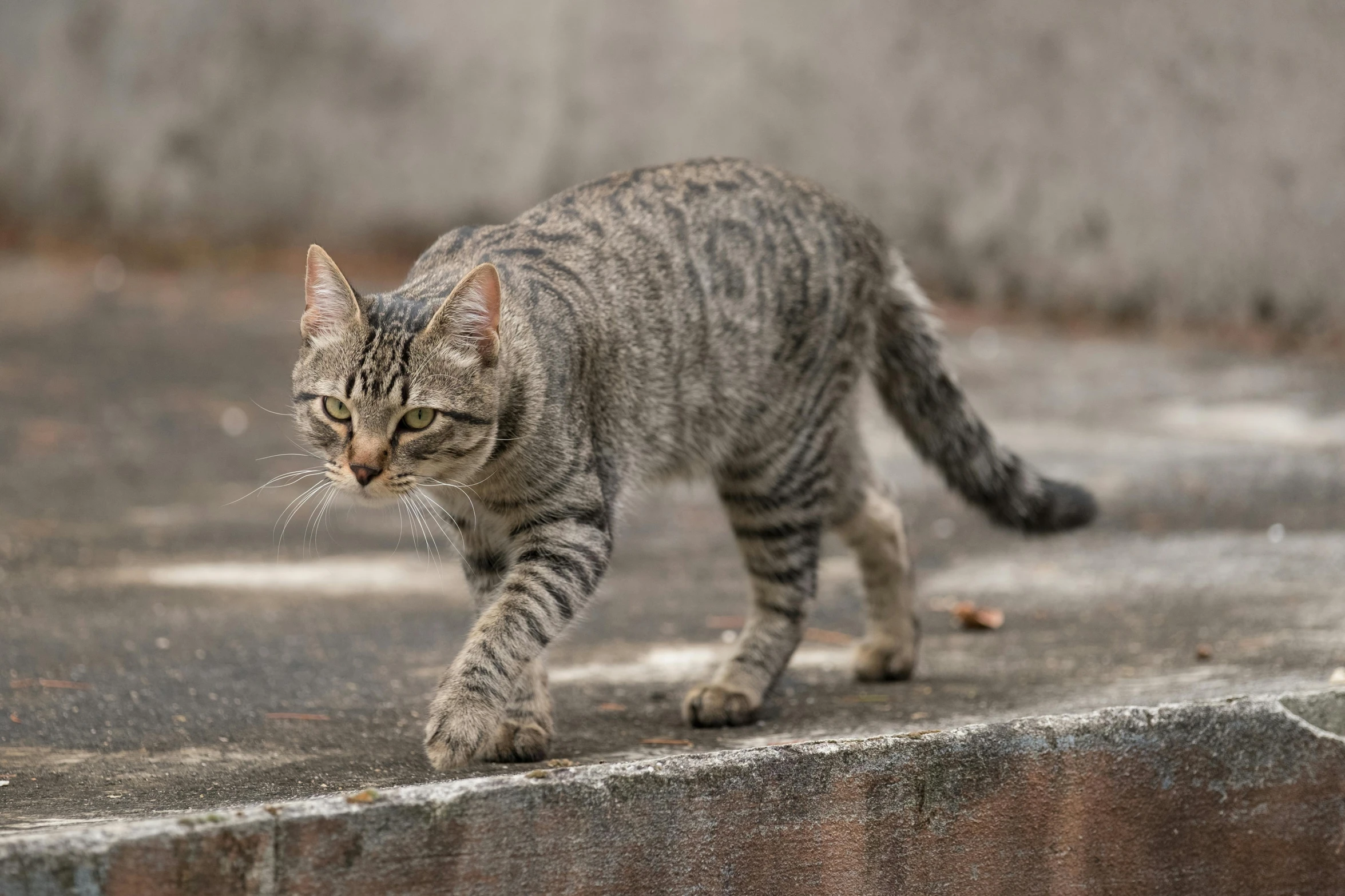 a cat that is walking on the cement