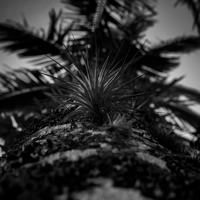 a black and white image of an orchid on a tree