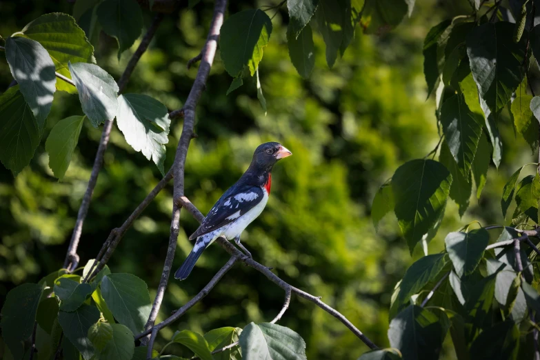 a bird sitting on top of a nch in the middle of trees