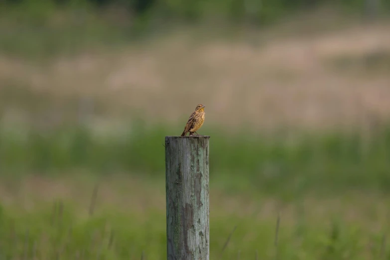 a small owl is perched on top of a wooden pole