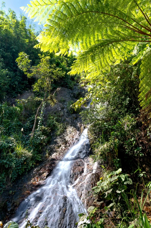 a very pretty waterfall that is surrounded by lots of vegetation