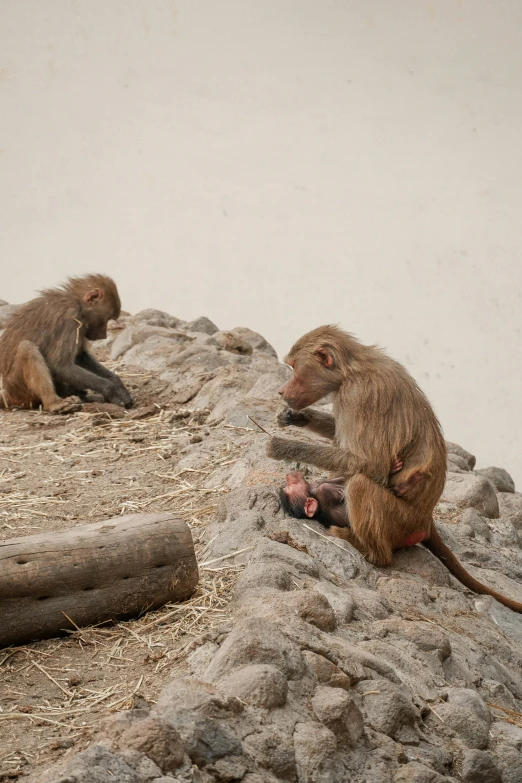 two small monkeys are on some rocks and dirt