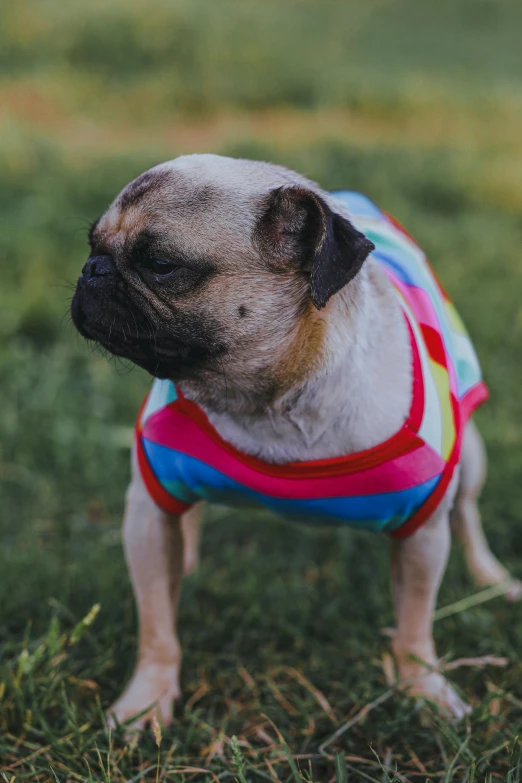 a small dog wearing a colorful vest standing on some grass