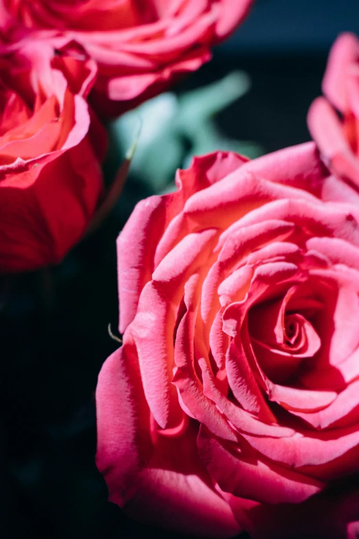 pink roses are in full bloom on a dark surface