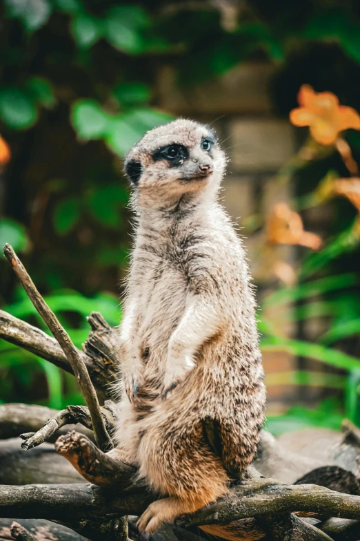 a meerkat sits on top of fallen leaves