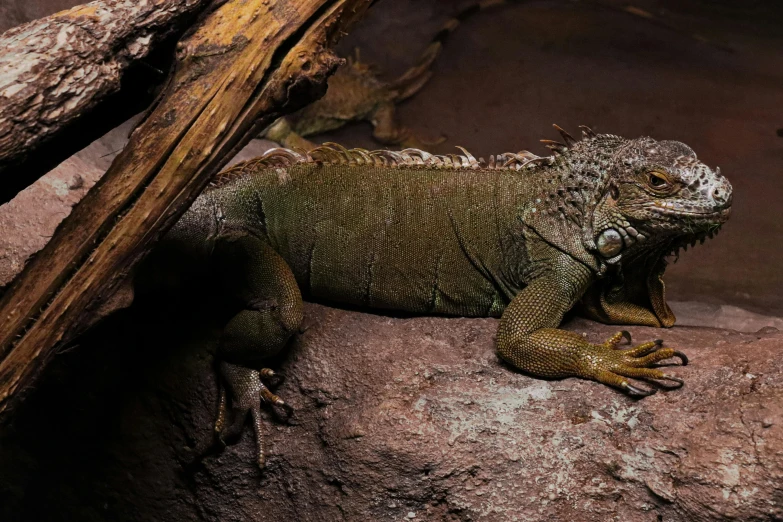 an iguana is resting on a rock and watching the camera