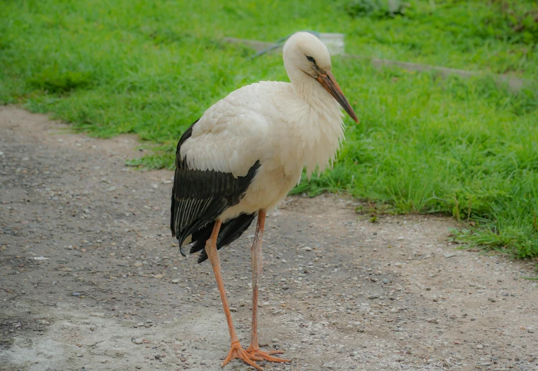 a bird walking along a path in a grassy area