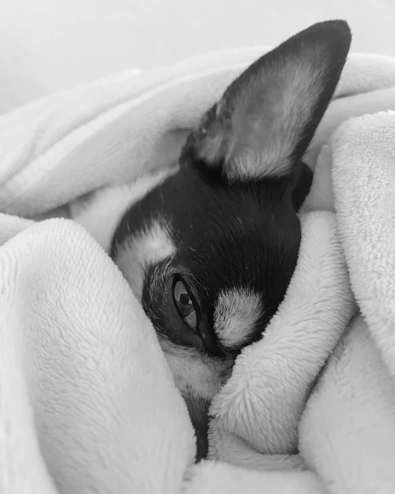 black and white po of a dog wrapped up