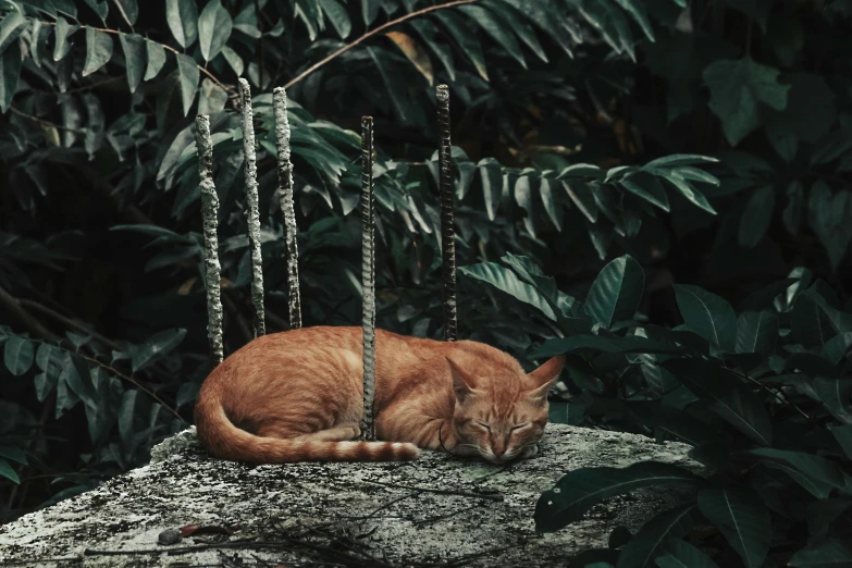 an orange cat sleeping on a rock in front of some trees