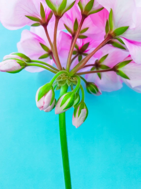 a plant with some pink flowers next to a blue background