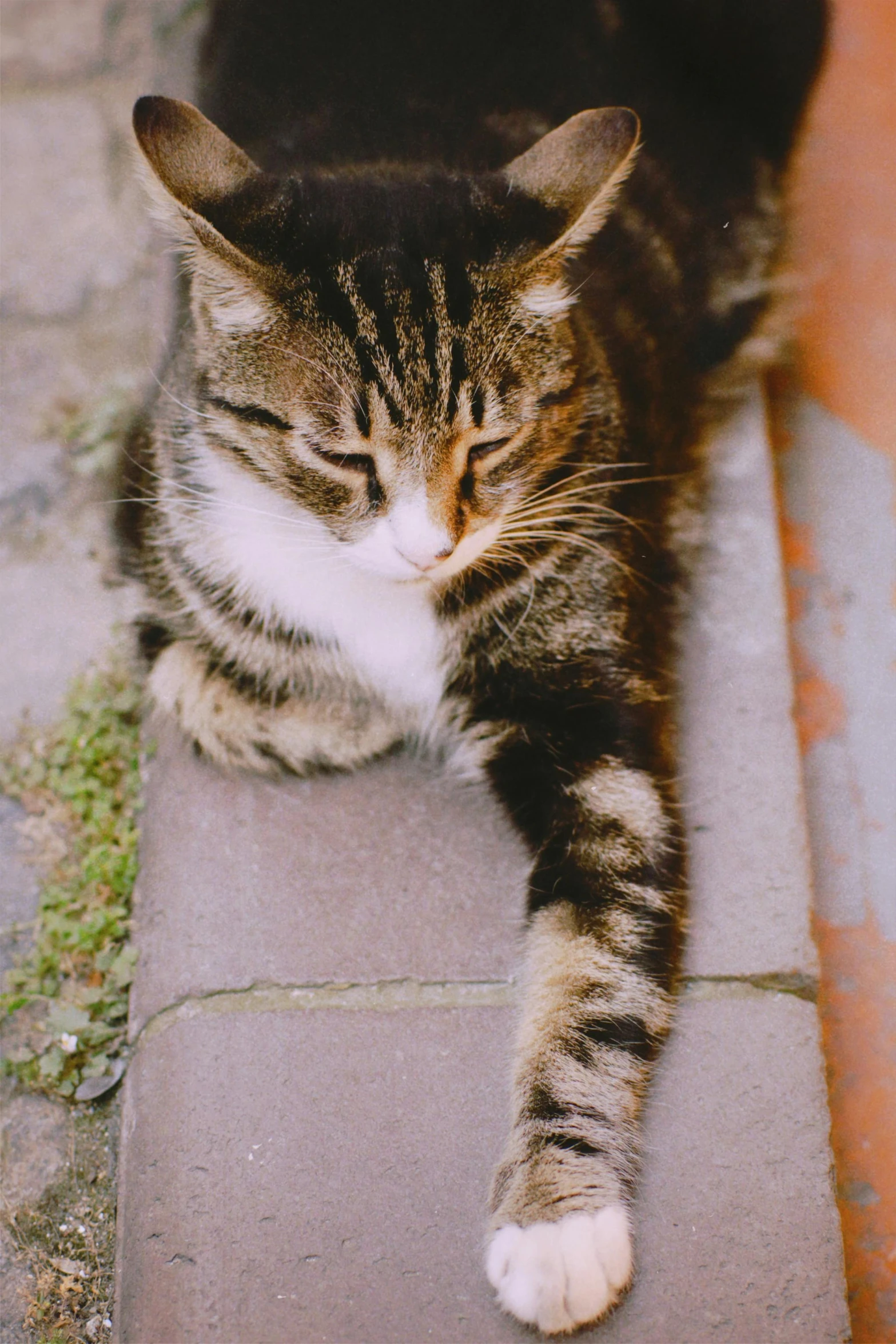 a black and white cat lays on the concrete and lays down