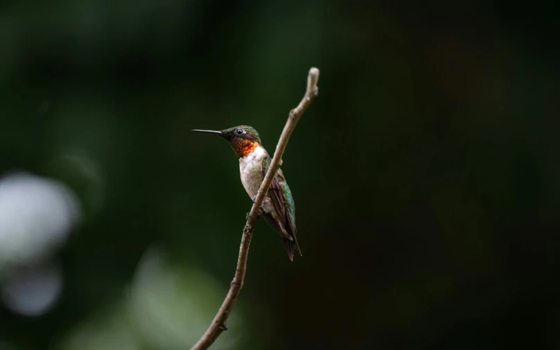 there is a bird sitting on a twig