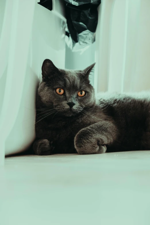 a grey cat sitting in front of a curtain