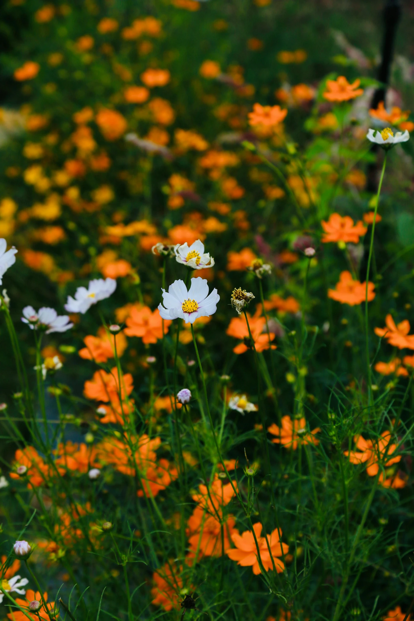 many orange and white flowers in the grass