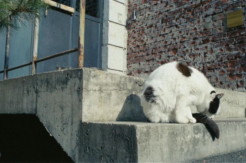 a cat scratching its neck on the ledge