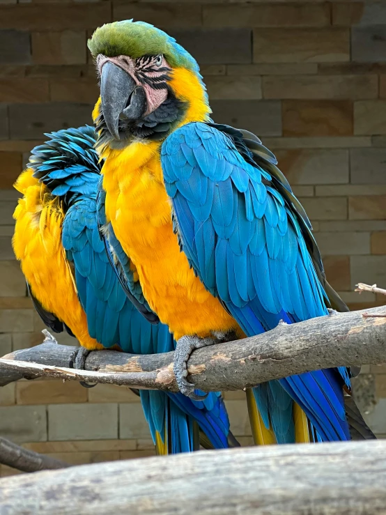 two colorful parrots are sitting on a tree nch