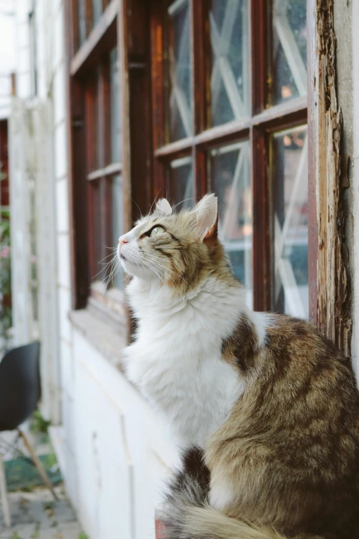 a cat sits outside looking up at the sky