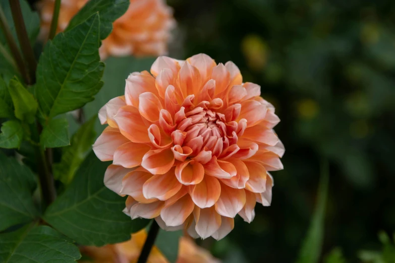 a flower blooming in an area with lots of green leaves