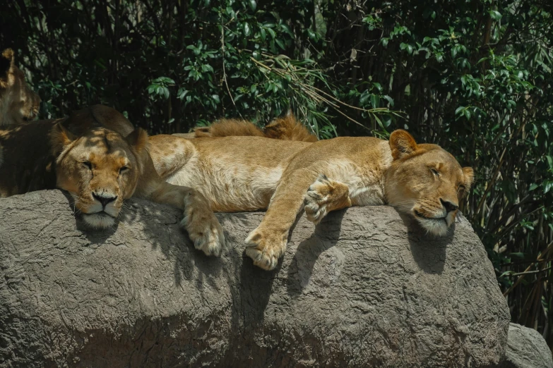 two lions lay side by side on some big rocks